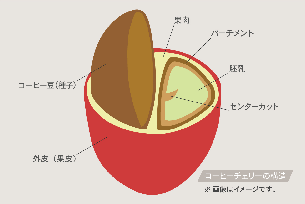 コーヒーチェリーの構造