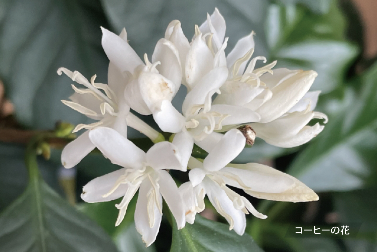 コーヒーの花