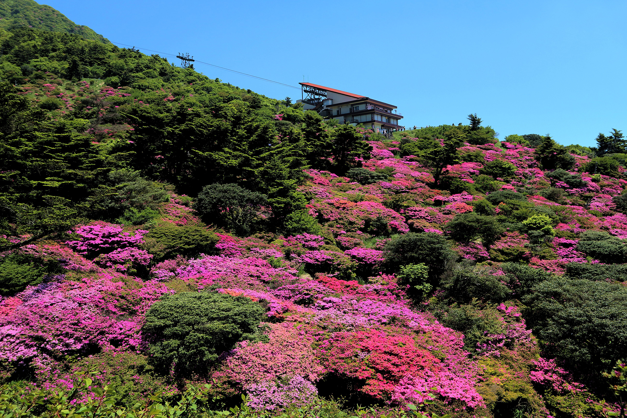 雲仙仁田峠のミヤマキリシマの写真